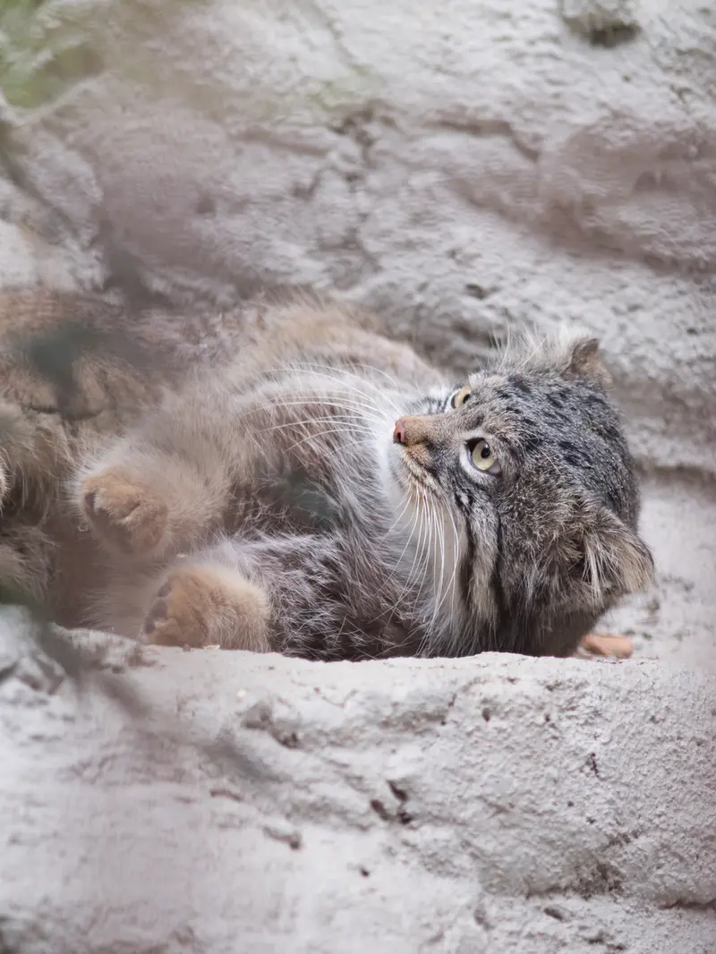野毛山動物園のフィーガの写真