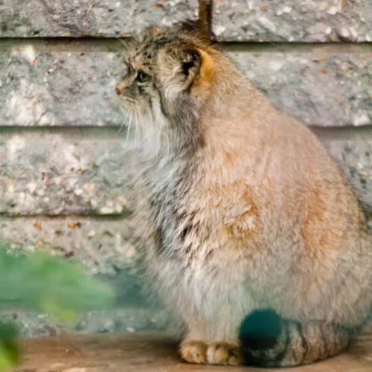 マクデブルク動物園のマヌエラの写真