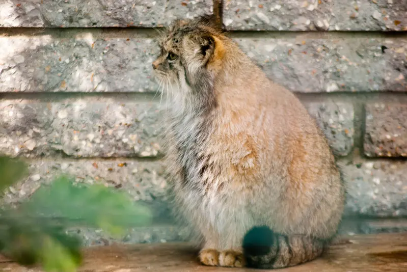 マクデブルク動物園のマヌエラの写真