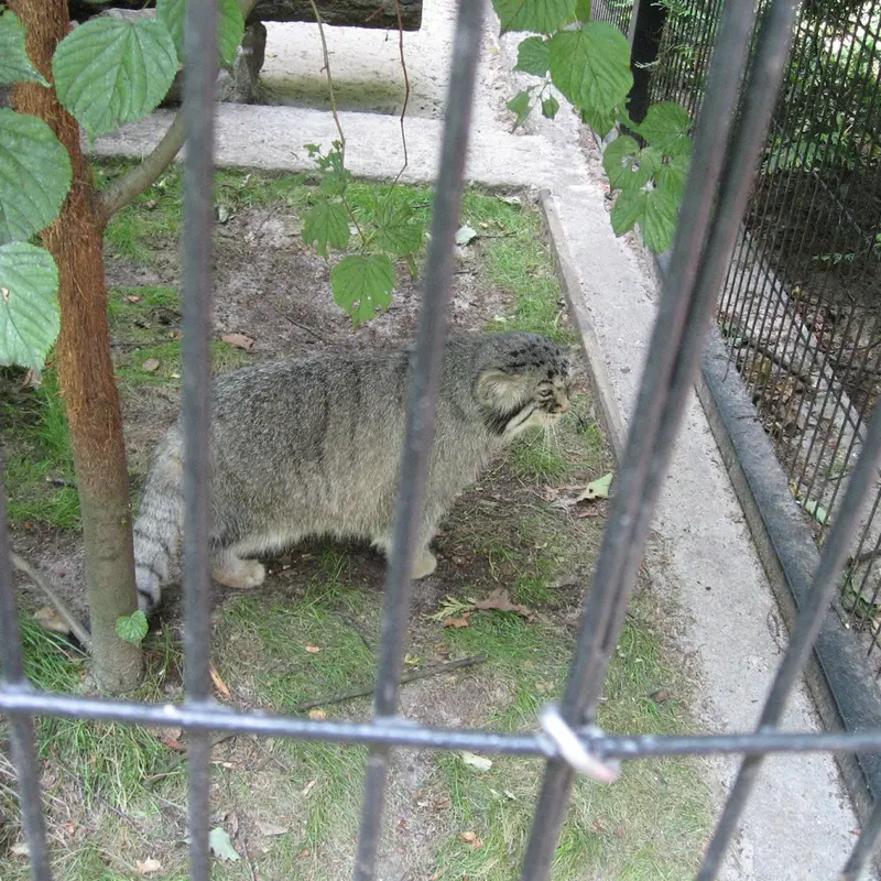 クラクフ動物園のマヌエルの写真