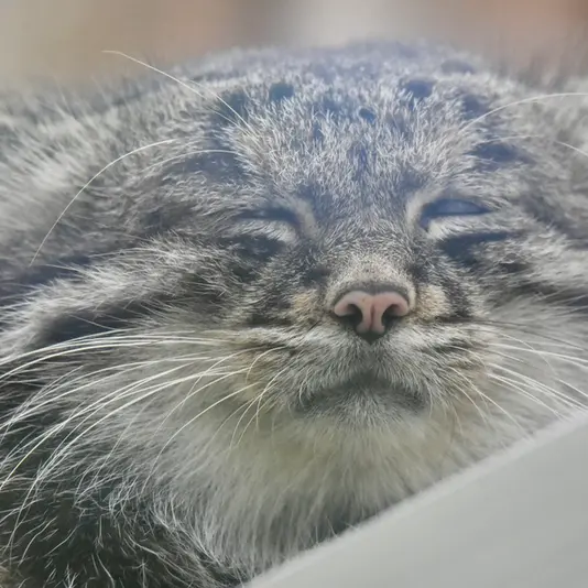 神戸どうぶつ王国のナルの写真