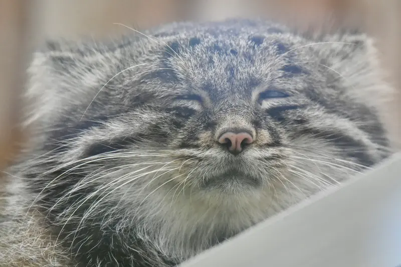 神戸どうぶつ王国のナルの写真
