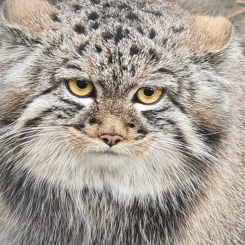 ノヴォシビルスク動物園のアデルの息子（2026年生まれ）Ⅲの写真