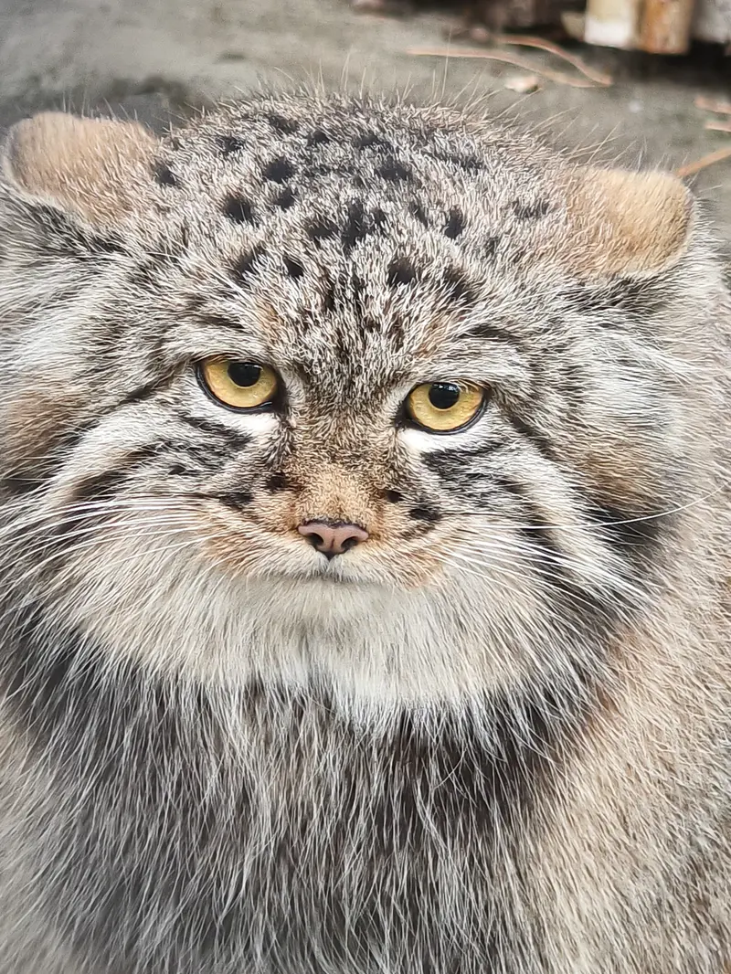 ノヴォシビルスク動物園のアデルの息子（2026年生まれ）Ⅲの写真