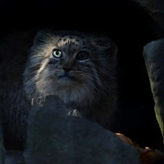 クラクフ動物園のマヌルネコのエルデネ