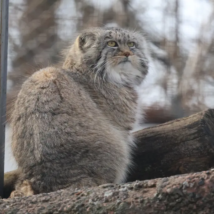 コルケアサーリ動物園のアルカスの写真