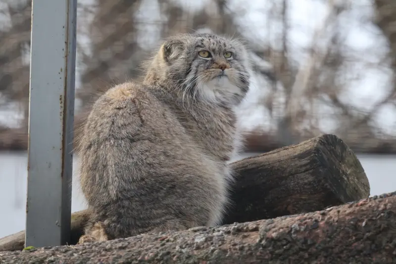 コルケアサーリ動物園のアルカスの写真
