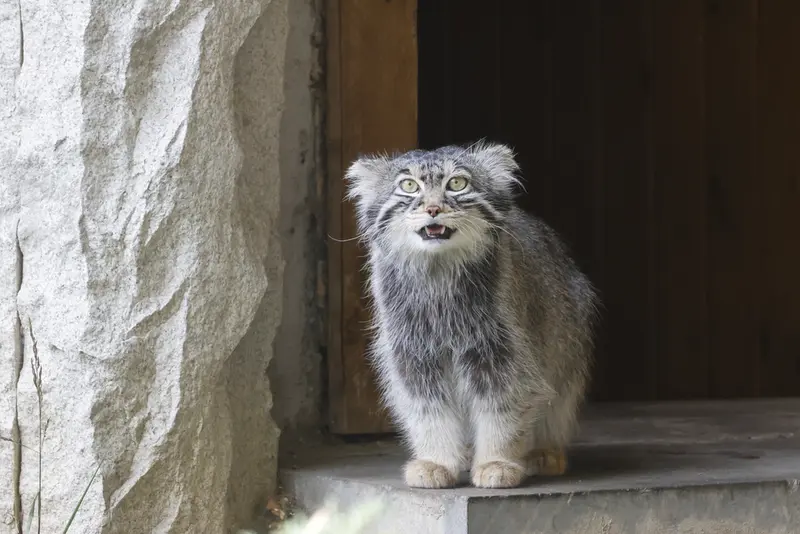 モスクワ動物園のティモフェイの写真
