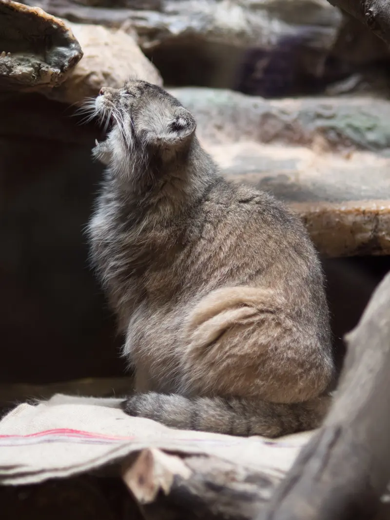 恩賜上野動物園のプリームラの写真