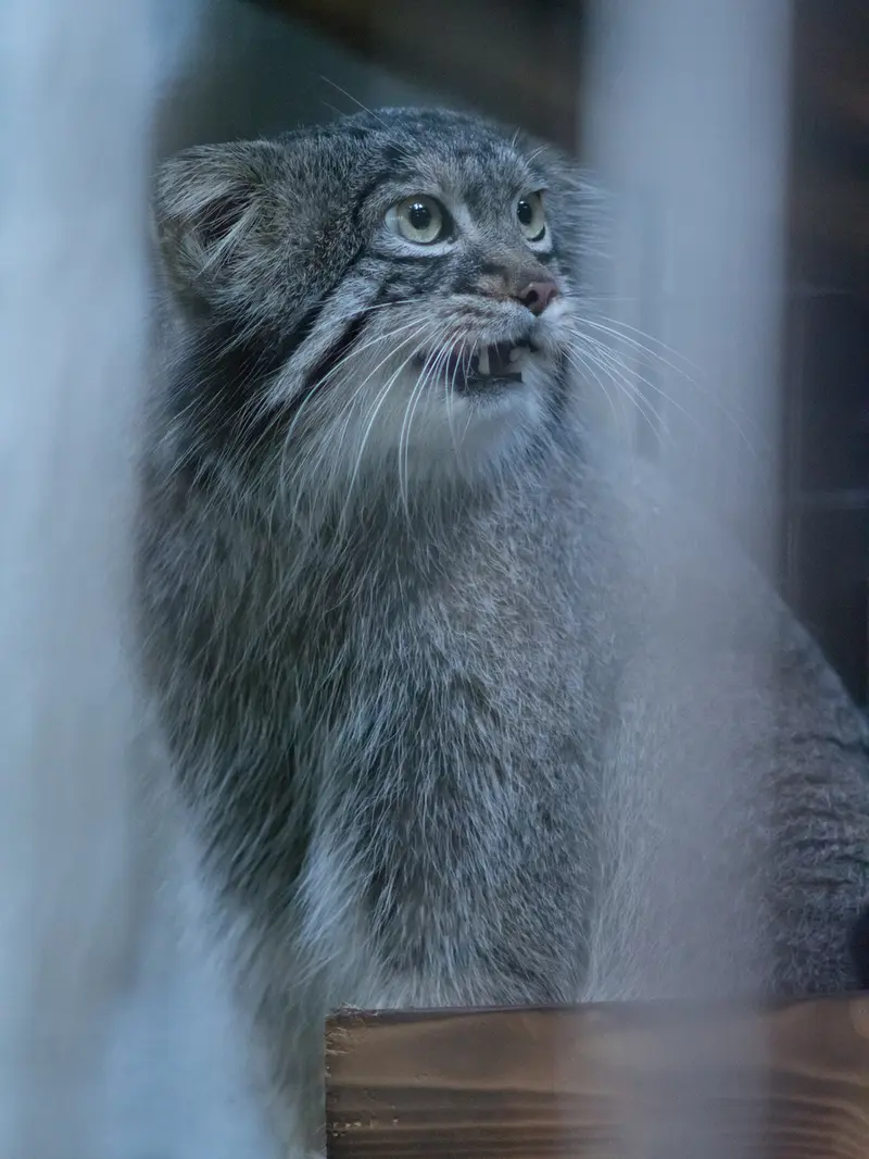 野毛山動物園のフィーガの写真