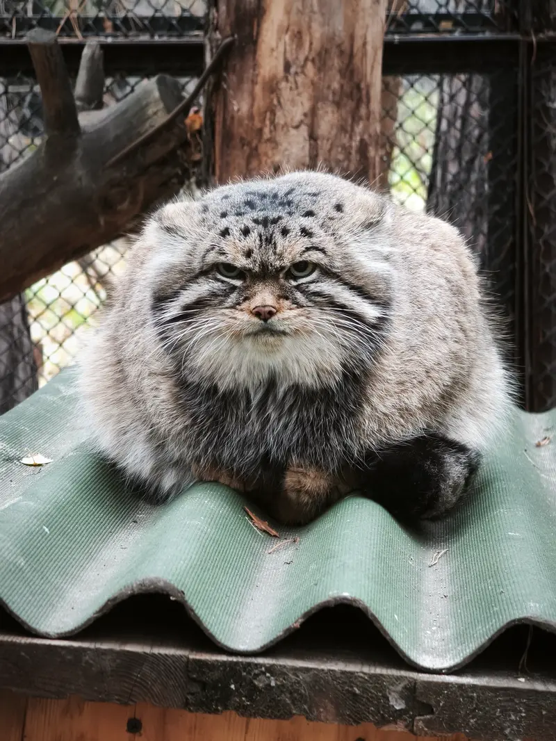 ノヴォシビルスク動物園のジョージの写真