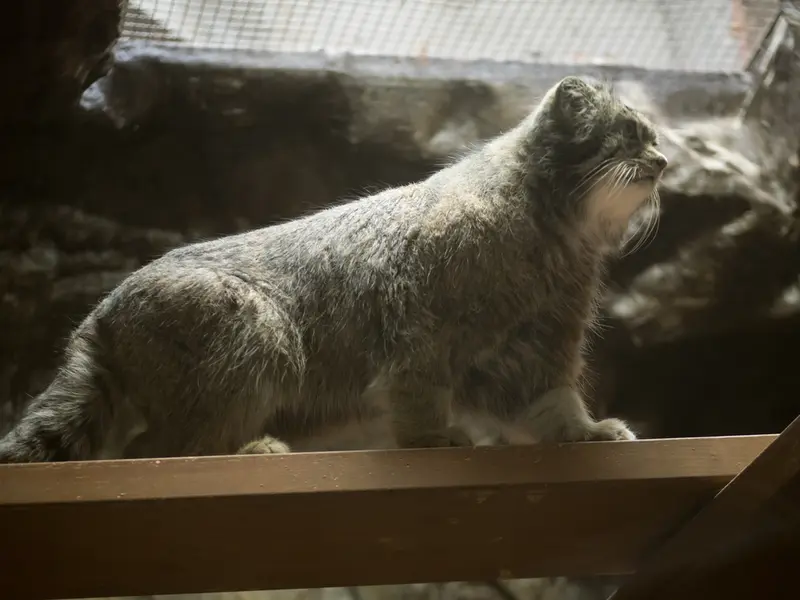 恩賜上野動物園のクリョンの写真