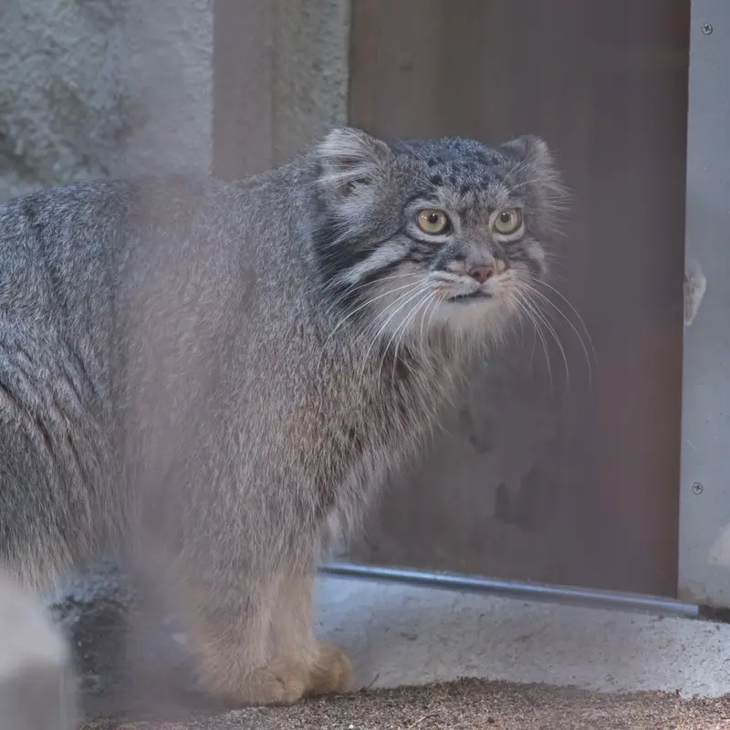 野毛山動物園のフィーガの写真