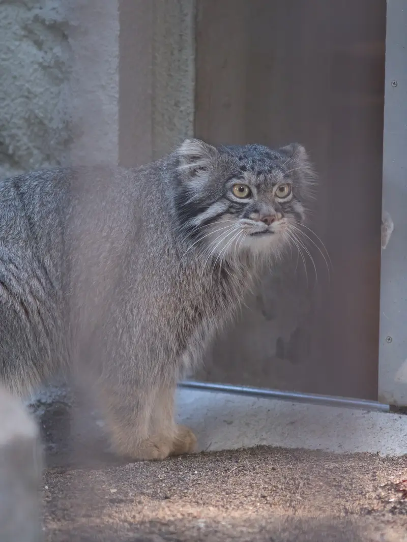 野毛山動物園のフィーガの写真