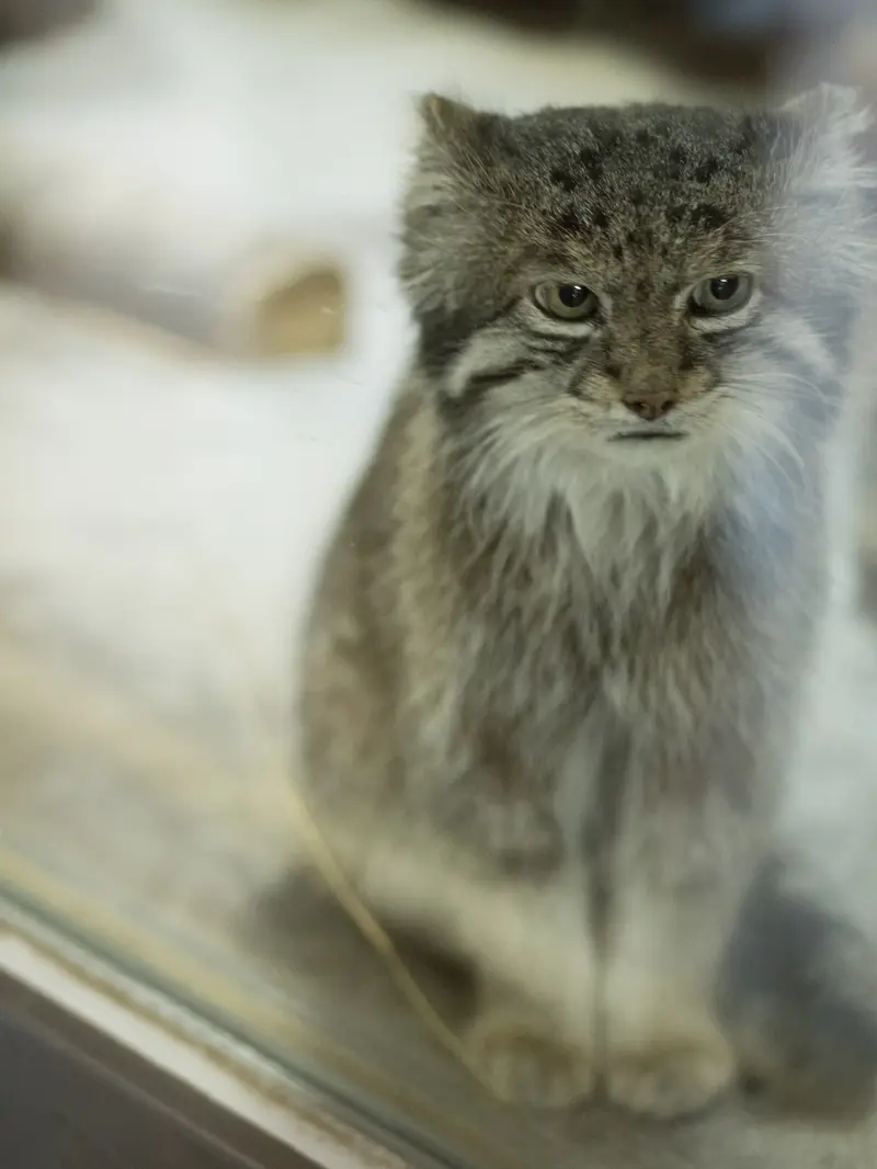 恩賜上野動物園のクリョンの写真