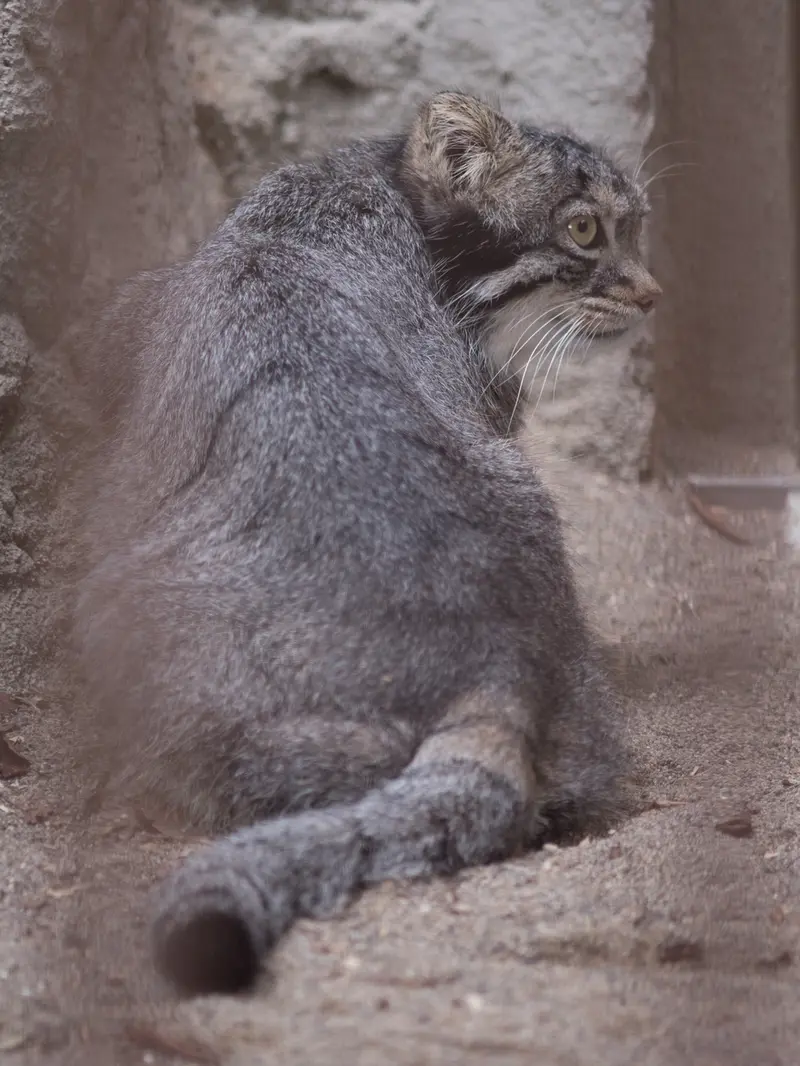 野毛山動物園のフィーガの写真