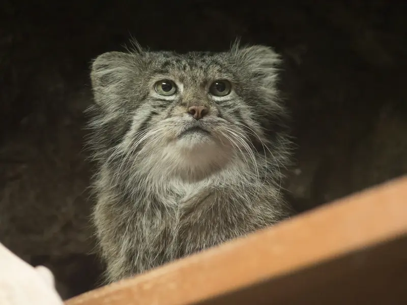恩賜上野動物園のクリョンの写真