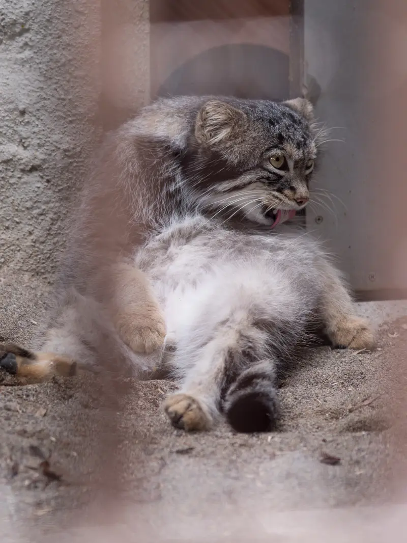 野毛山動物園のフィーガの写真