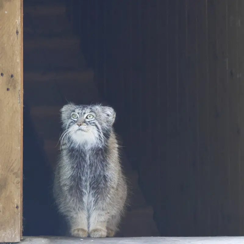 モスクワ動物園のティモフェイの写真