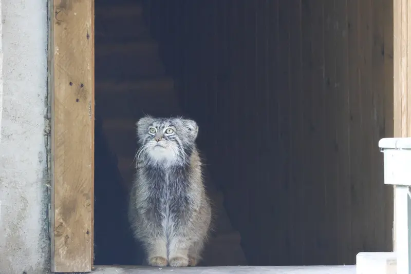 モスクワ動物園のティモフェイの写真