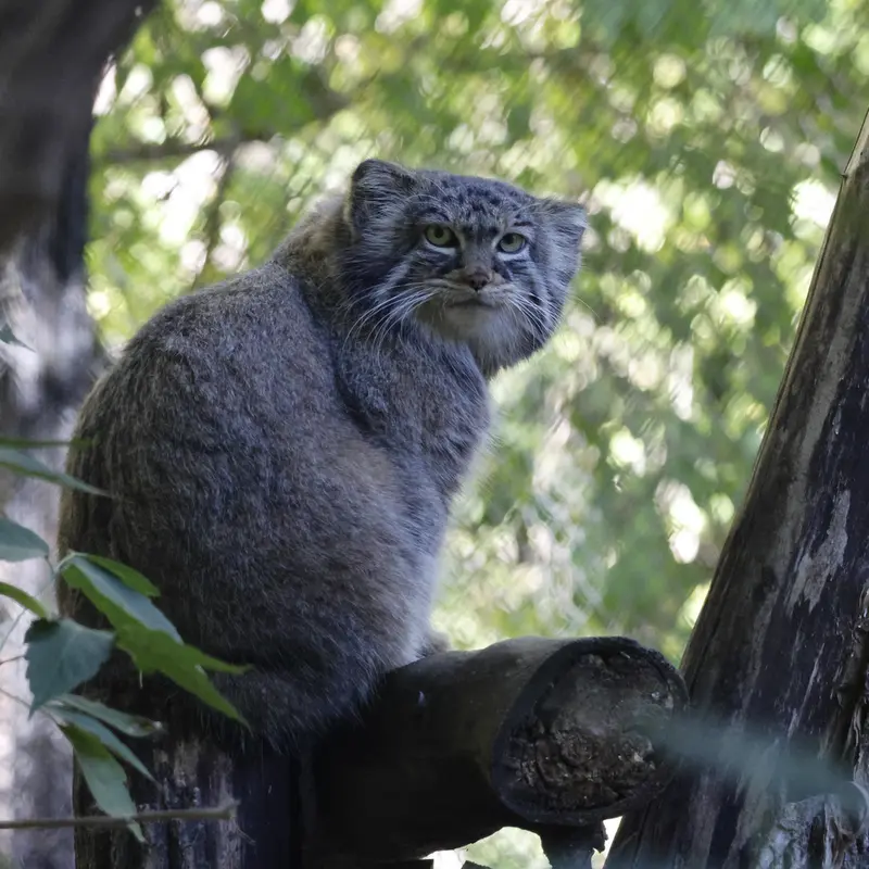 ノヴォシビルスク動物園のゾーシャの写真