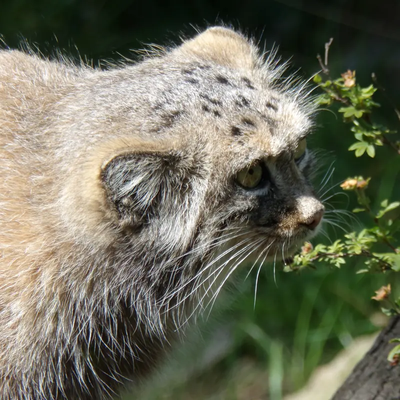 ヴロツワフ動物園のザリナの写真