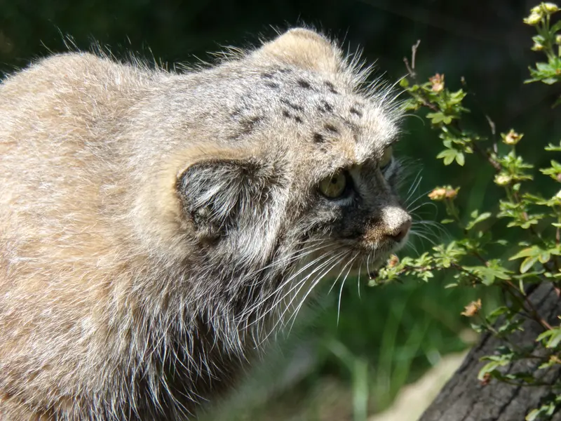 ヴロツワフ動物園のザリナの写真