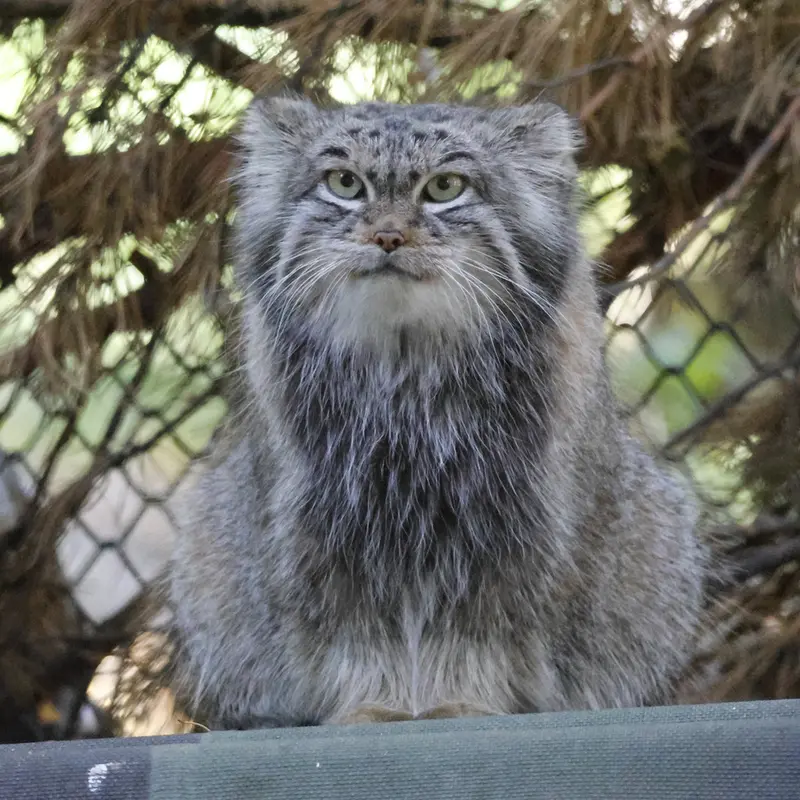 ノヴォシビルスク動物園のスネジンカの写真