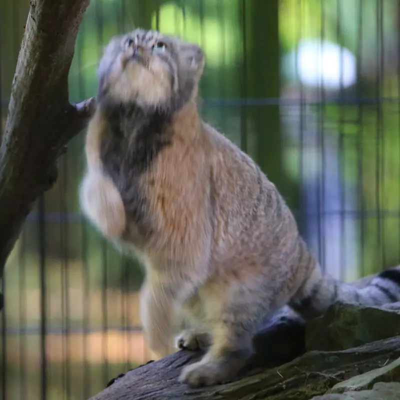 クラクフ動物園のツァスの写真