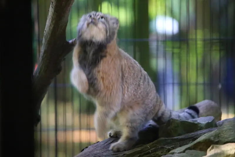 クラクフ動物園のツァスの写真