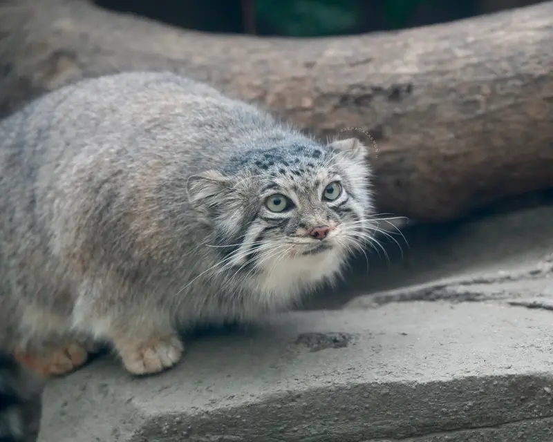 神戸どうぶつ王国のアズの写真