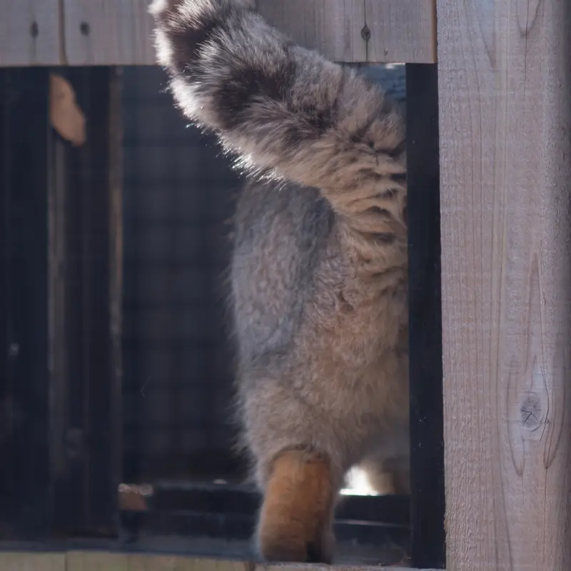 埼玉県こども動物自然公園のロータスの写真