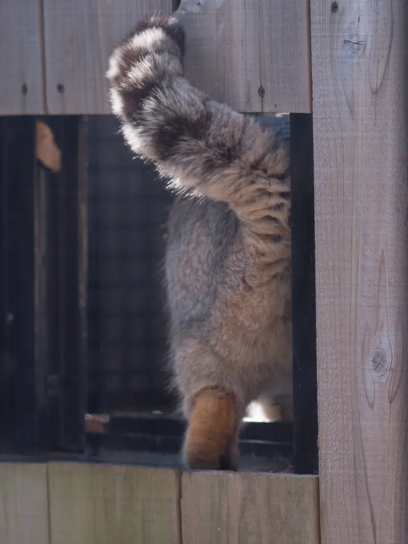 埼玉県こども動物自然公園のロータスの写真