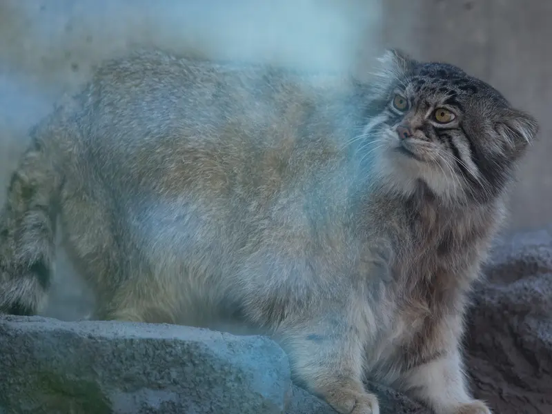 旭山動物園のグルーシャの写真