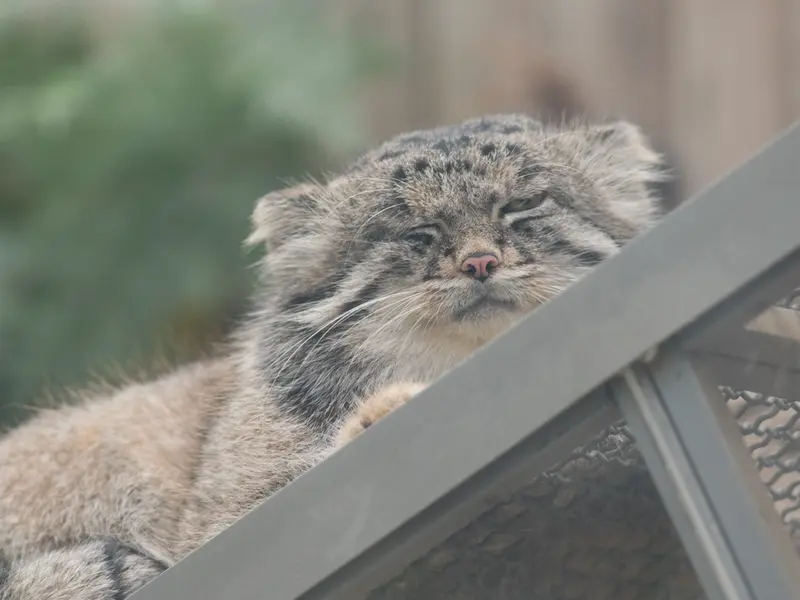神戸どうぶつ王国のナルの写真