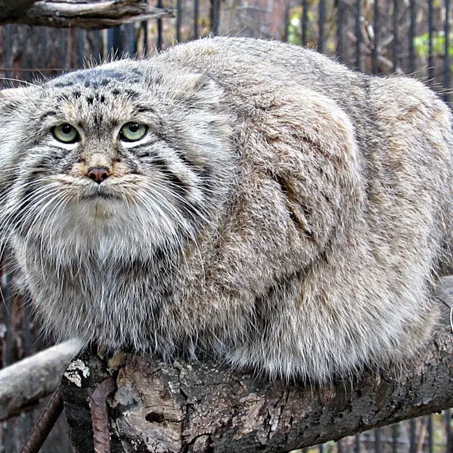 ノヴォシビルスク動物園のマヌルネコの写真