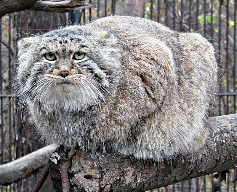 ノヴォシビルスク動物園のマヌルネコの写真