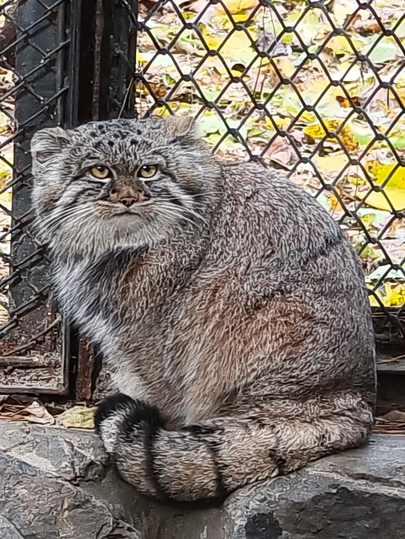 ノヴォシビルスク動物園のアデルの息子（2026年生まれ）Ⅰの写真