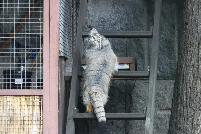 モスクワ動物園のティモフェイの写真
