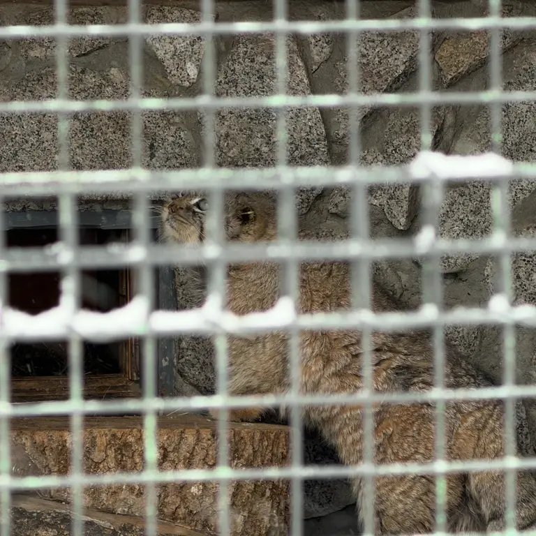 レニングラード動物園のスヴェンの写真