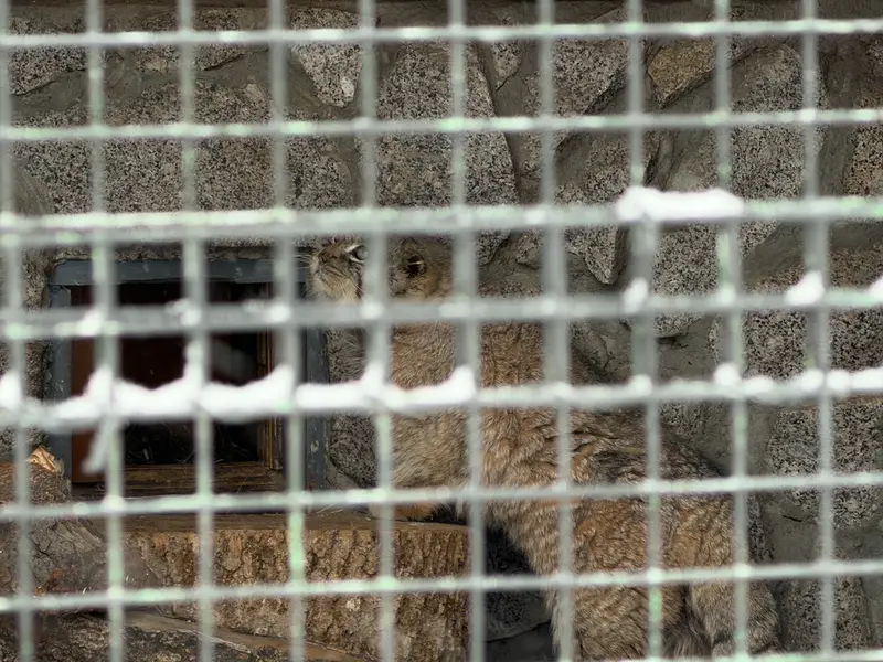 レニングラード動物園のスヴェンの写真