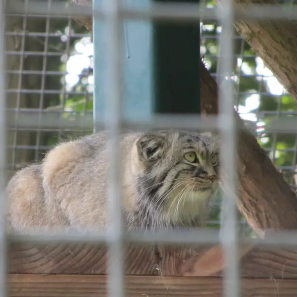 ザールブリュッケン動物園のカール・ハインツの写真