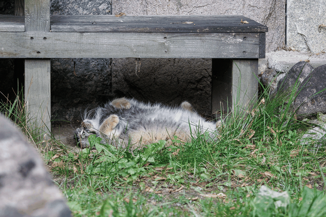 モスクワ動物園のティモフェイの写真