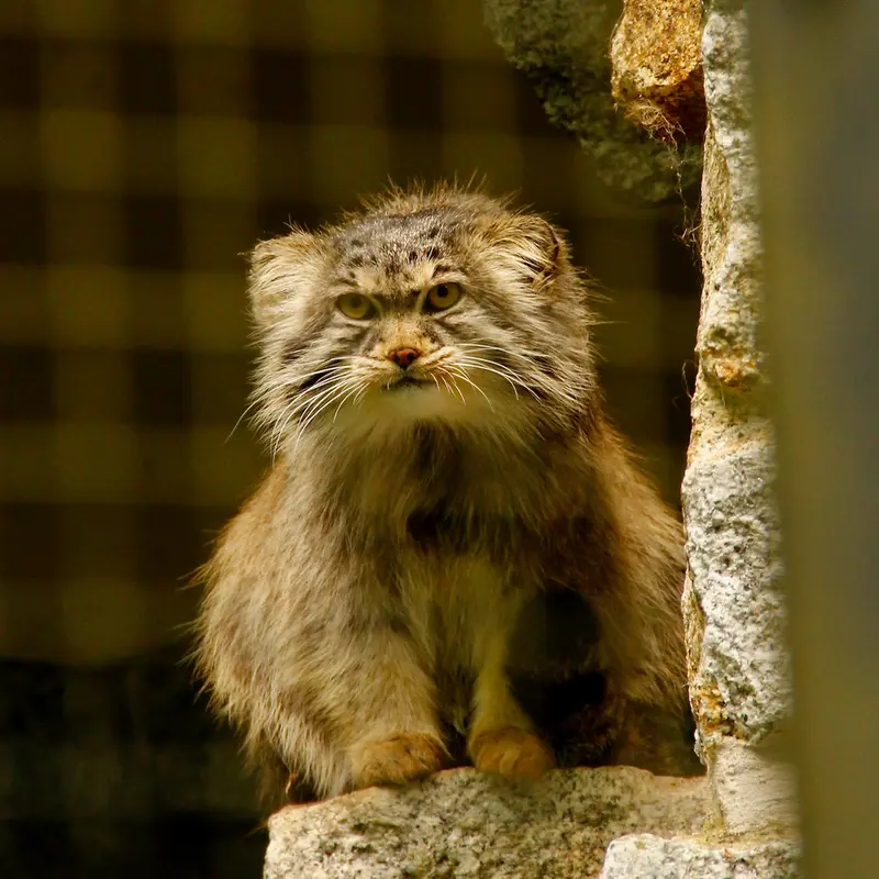 ケムニッツ動物園のボブの写真