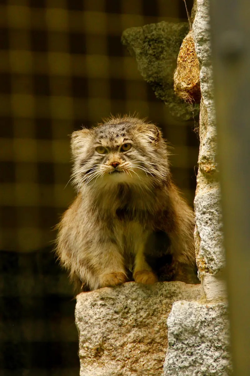 ケムニッツ動物園のボブの写真