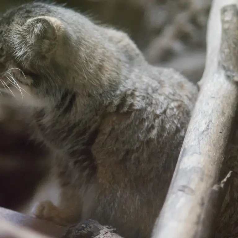 恩賜上野動物園のプリームラの写真