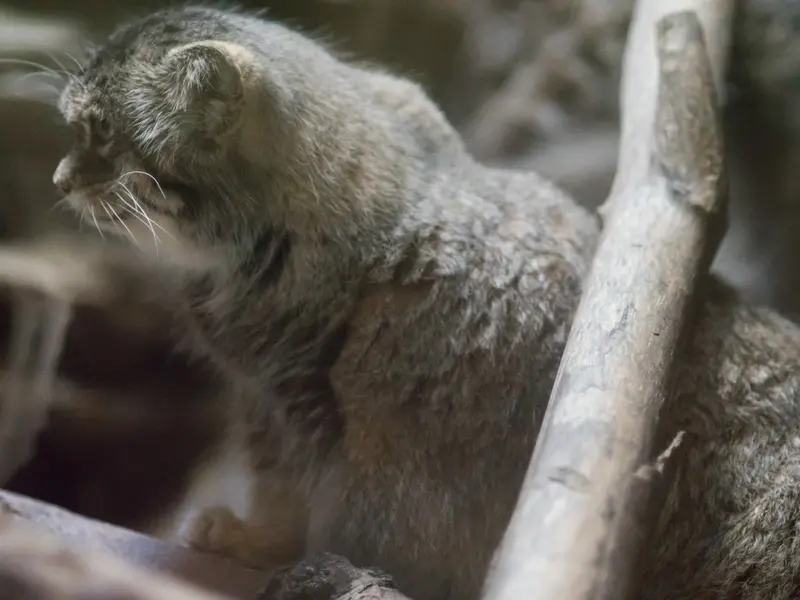 恩賜上野動物園のプリームラの写真