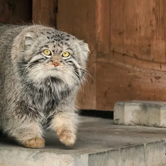モスクワ動物園のティモフェイの写真