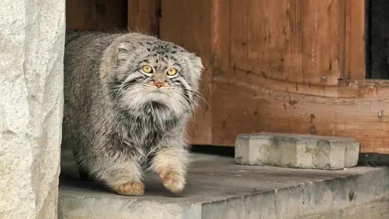 モスクワ動物園のティモフェイの写真