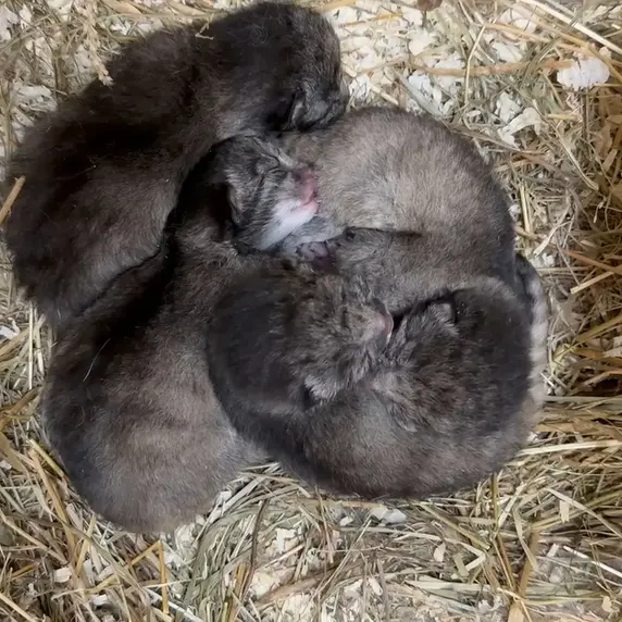 レニングラード動物園のマヌルネコの写真
